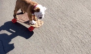 Bulldog Puppy Learns to Skateboard