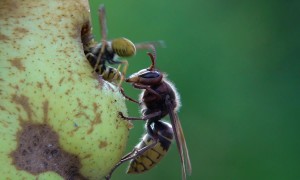 European Hornet Bites Yellow Jackets