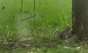 Squirrel Jumps For Rope Ladder Swing