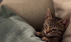Women Surround Sleepy Kitten With Cameras