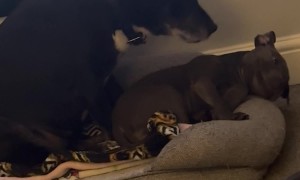 Older Dog Wants Puppy Snuggles