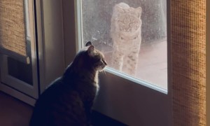 House Cat Comes to Face-to-Face With Baby Bobcat