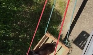 Cat Rides Crate Elevator