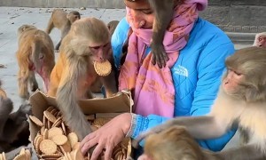 Joyful Monkey Feeding