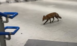 Mr. Fox Needs to Catch His Train