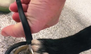 Veterinary Staff Help Dog With Overgrown Nails