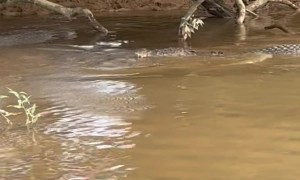 Cow Kisses a Crocodile