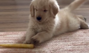 Cannoli The Golden Puppy Versus A Carrot