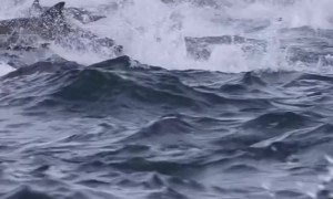 Thousands Of Dolphins Stampede