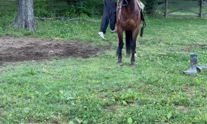 Wild Mustang Unexpectedly Runs Off