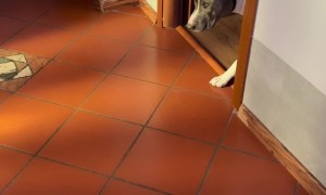 Sneaky Dog Can't Be Seen Until Last Second