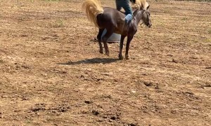 Pony Tries To Buck Young Person Off