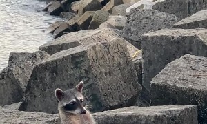 Raccoon Relaxes On Waterside Rocks