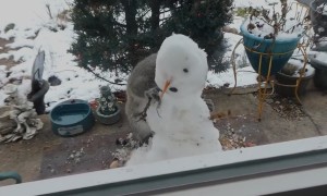 Squirrel Makes Snowman