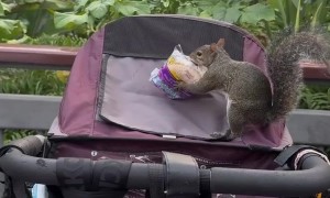 Theft at Walt Disney World!