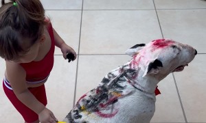 Family Pup Happily Provides Canvas