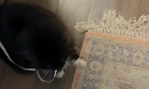 Balloon Triggers Cat Zoomies