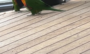 Baby Birds Balance on Ball