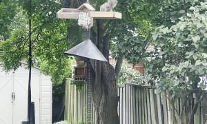 Squirt Is the Only Squirrel Who Can Still Get Into the Bird Feeders