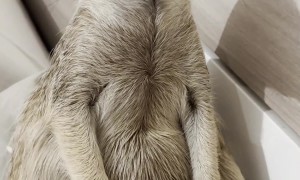 Showing Love to a Meerkat