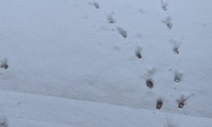 Moxie Walks on Two Legs