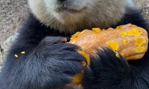 Panda Eating Pumpkin
