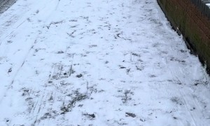 Dog Pulls Boy's Sled