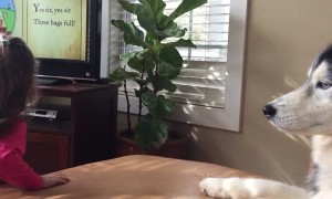 Siberian Husky Side Eyes Paw Touching