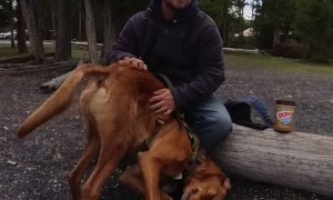Dog Demands Upside Down Butt Scratches