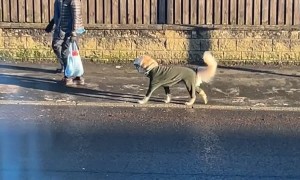 Dressed Golden Retriever Goes On Little Walk