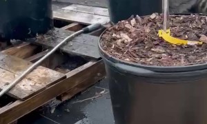 Raccoon Plays With Water