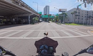 Law-abiding Rooster At Red Light
