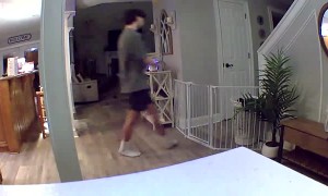 Security Camera Captures Fall Over Pet Gate