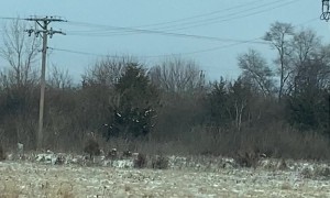 Bird Hovers In One Place