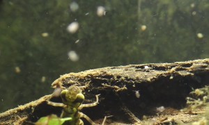 Dragonfly Nymph Hunts Water Flea