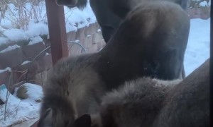 Moose Trio Eat Leftover Pumpkins