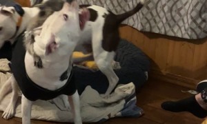 Raccoon Plays Rodeo With Dog