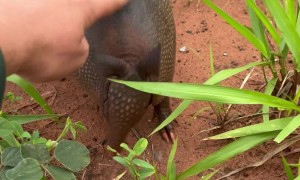 Motorist saves family of armadillos on the road