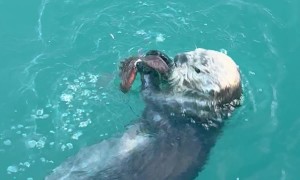 Alaska Sea Otter Finds a Snack