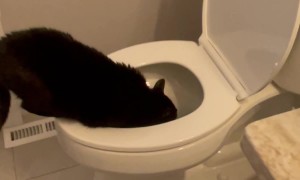 Cat Prefers To Drink From Toilet