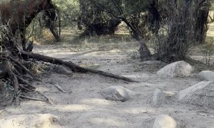 Hiker Visited By Wild Mustangs