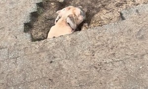 Dogs Dig Surprising Hole In Backyard