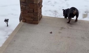 Guard Dog Fears Snow