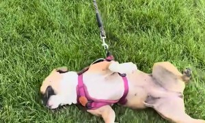 Dog Slides Across Grass With Harness