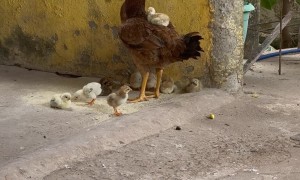 Chick Rides On Parent's Back