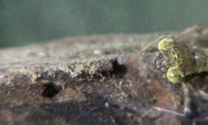 Dragonfly Larva Capturing Prey