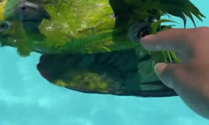 Parrot Peacefully Floating