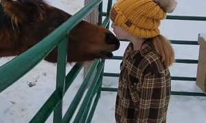 Horse Loves Giving Kid Kisses