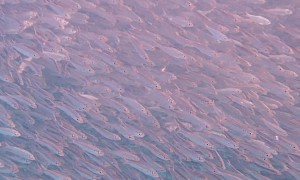 Tarpon Chasing a Bait Ball of Sardines