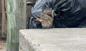 Squirrel Eats Chicken Drumstick